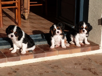 De La Maison D'herbouville - Photos des  BB de Fursy