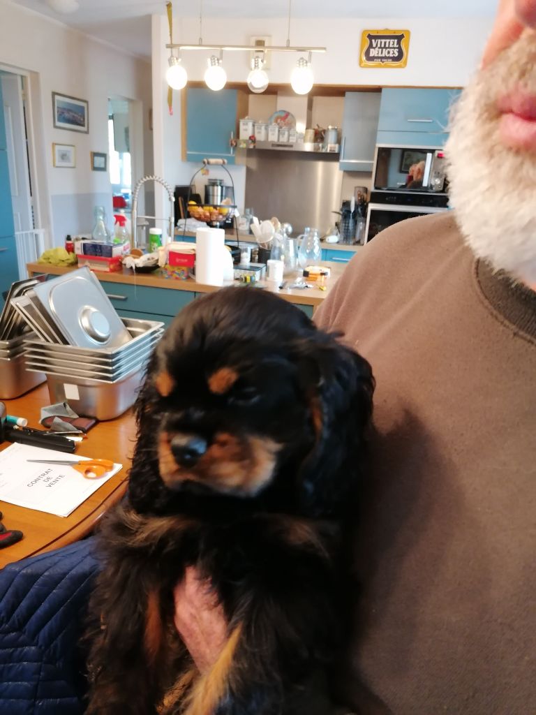 De La Maison D'herbouville - Chiot disponible  - Cavalier King Charles Spaniel