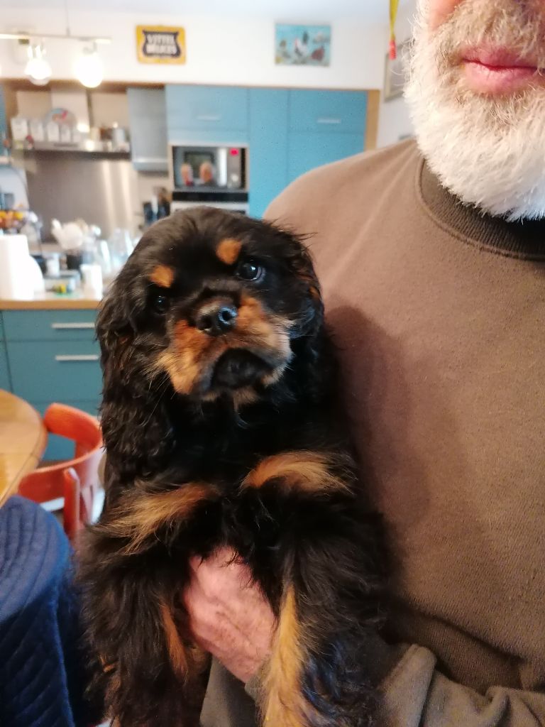 De La Maison D'herbouville - Chiot disponible  - Cavalier King Charles Spaniel