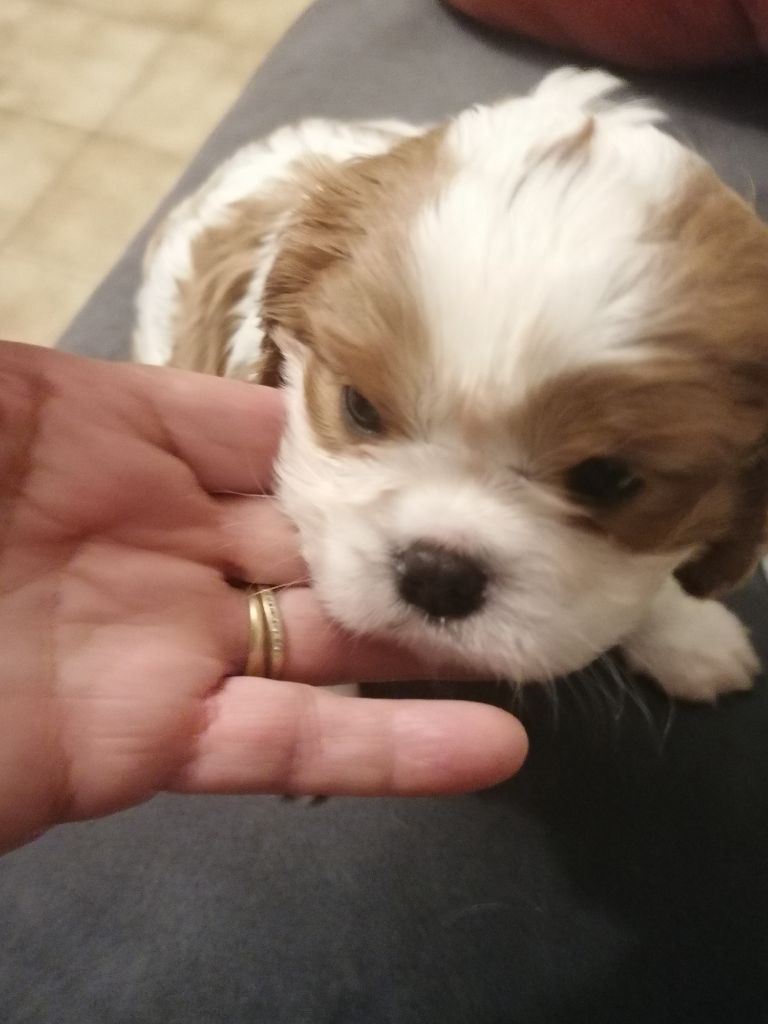 De La Maison D'herbouville - Chiot disponible  - Cavalier King Charles Spaniel