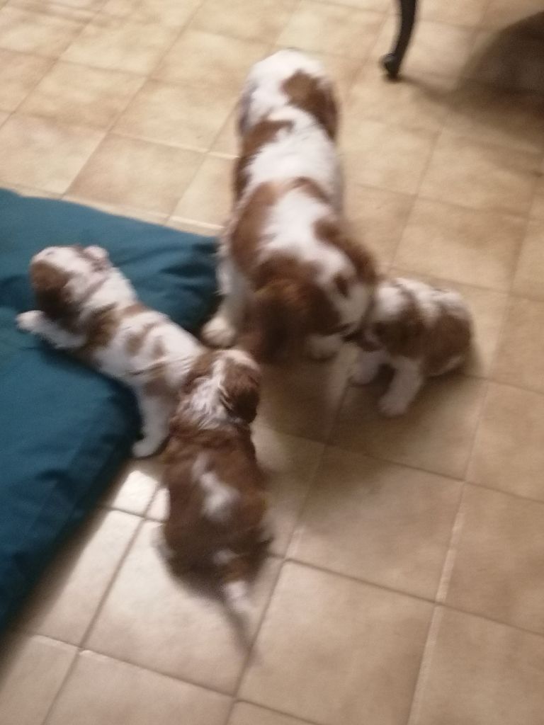 chiot Cavalier King Charles Spaniel De La Maison D'herbouville