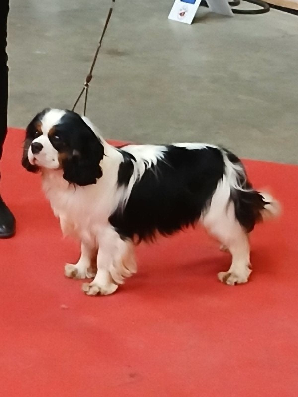 Umberto Ecco de Bettignies des cavaliers de bettignies