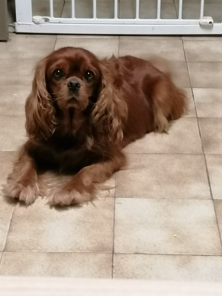 Roxane du royaume des cavaliers valaisans