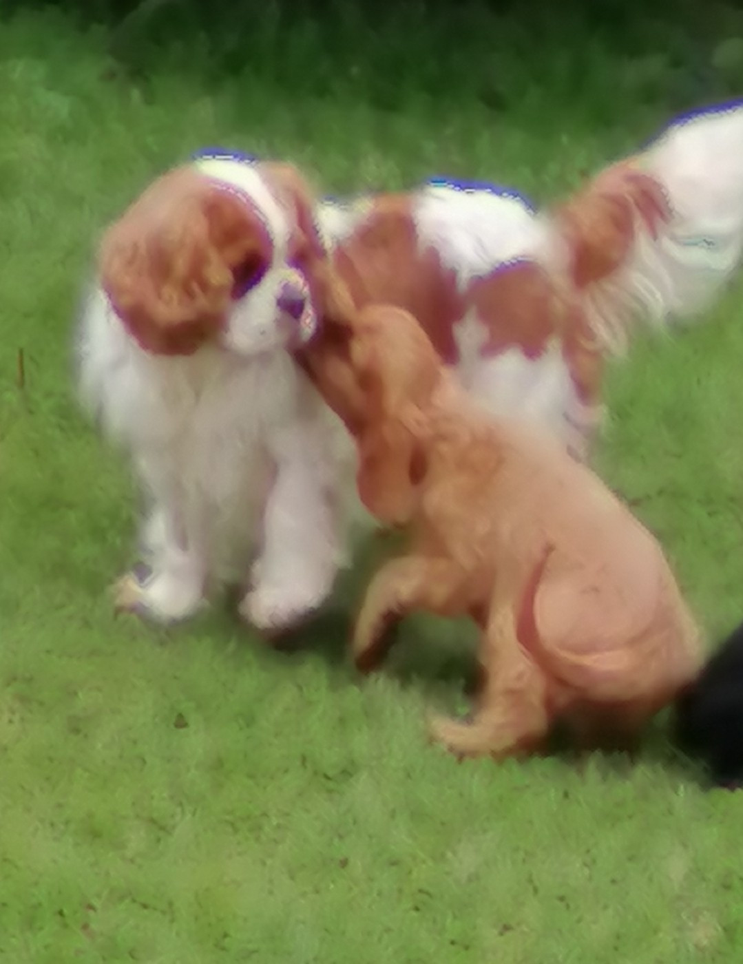 Rever lea De La Maison D'herbouville