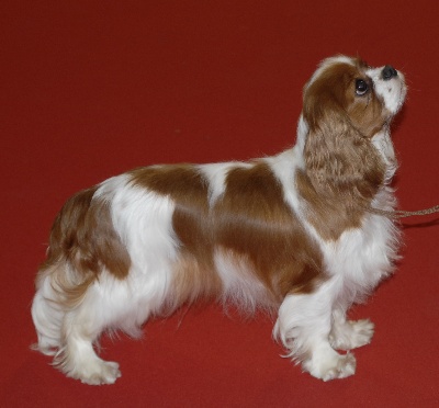 De La Maison D'herbouville - CACS pour Fursy à Douai