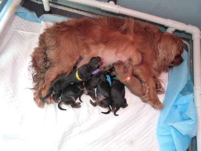 De La Maison D'herbouville - ST VALENTINE'S BABYS