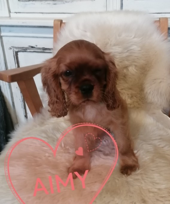 De La Maison D'herbouville - Cavalier King Charles Spaniel - Portée née le 12/09/2025