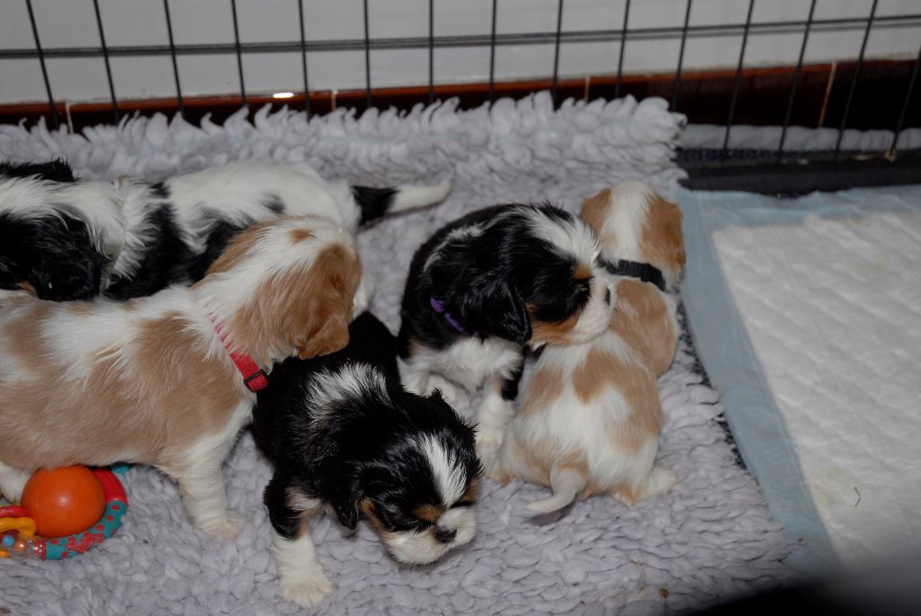 Chiot Cavalier King Charles Spaniel De La Maison D'herbouville