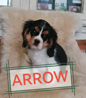 ARROW