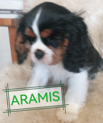 ARAMIS