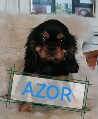 AZOR